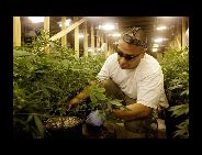 大麻の栽培