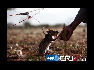 ベルギーの非政府組織｢APOPO｣は、アフリカ大ホリネズミを｢地雷除去ネズミ｣として訓練し、民衆の安全維持に努めている。AFP通信が伝えた。