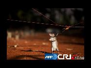 伝えられるところによると、200平米の土地に埋まった地雷を除去するには、2人の専門家が1日かけて作業しなければならないが、2匹のアフリカ大ネズミは1時間半で作業を終えることができる。