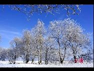 黒竜江省の大慶市では連日の雪で、美しい樹氷が発生した。木と草を銀色に飾った樹氷を見ていると、まるで童話の世界にやって来たかのようである。「中国網日本語版（チャイナネット）」2010年11月19日  