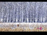黒竜江省の大慶市では連日の雪で、美しい樹氷が発生した。木と草を銀色に飾った樹氷を見ていると、まるで童話の世界にやって来たかのようである。「中国網日本語版（チャイナネット）」2010年11月19日  