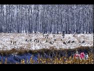 黒竜江省の大慶市では連日の雪で、美しい樹氷が発生した。木と草を銀色に飾った樹氷を見ていると、まるで童話の世界にやって来たかのようである。「中国網日本語版（チャイナネット）」2010年11月19日  