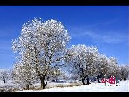 黒竜江省の大慶市では連日の雪で、美しい樹氷が発生した。木と草を銀色に飾った樹氷を見ていると、まるで童話の世界にやって来たかのようである。「中国網日本語版（チャイナネット）」2010年11月19日  