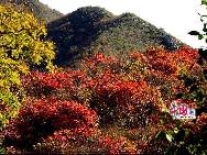 北京市の西、門頭溝区にある妙峰山の紅葉は、紅葉の名所として知られる香山に負けないほど素晴らしく、植物の種類も豊富で、さわやかな空気のもとで見る景色は美しい絵のようである。「中国網日本語版（チャイナネット）」2010年11月24日 