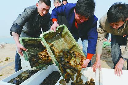 東営市のナマコが豊漁