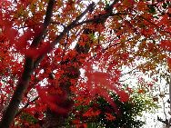 日本の紅葉（東京都にある江原屋敷森緑地で撮影）　｢中国網日本語版(チャイナネット)｣　2010年12月9日