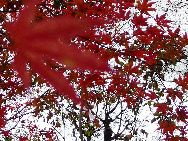 日本の紅葉（東京都にある江原屋敷森緑地で撮影）　｢中国網日本語版(チャイナネット)｣　2010年12月9日