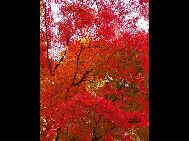 日本の紅葉（東京都にある江原屋敷森緑地で撮影）　　｢中国網日本語版(チャイナネット)｣　2010年12月9日