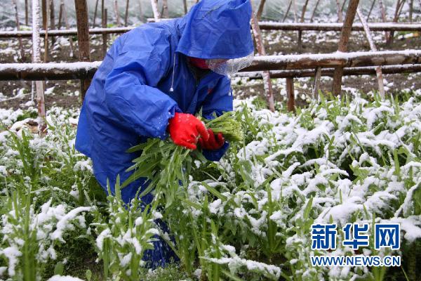 雪の中、野菜の収穫を急ぐ農民たち