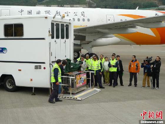 图为“开开”、“心心”在警方的护送下，离开机场，由专车送往澳门熊猫馆。