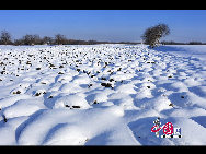 冬の大興安嶺は大雪に覆われて真っ白な世界になっている。鳥も暖かいところに移動して越冬し、流れる川と白い雪は冬の美しい風景だ。