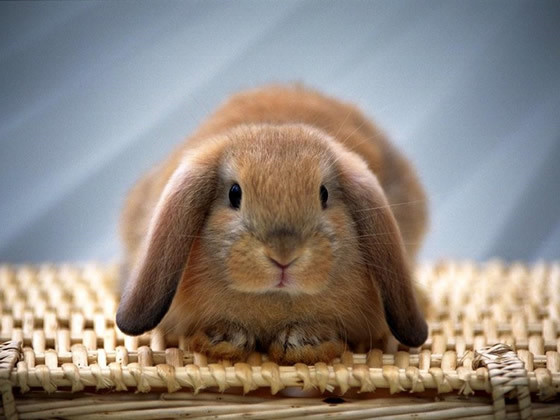 可愛いウサギが大集合 中国網 日本語