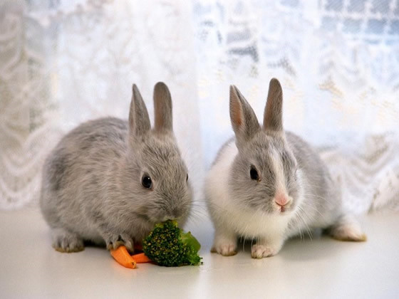 可愛いウサギが大集合 中国網 日本語