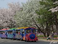 日本気象協会の予測によると、2011年の桜（ソメイヨシノ）の開花は、西日本は平年並みか平年より早く、東日本と北日本は概ね平年並みの見込みだという。（写真提供：JNTO）「中国網日本語版（チャイナネット）」　2011年2月17日