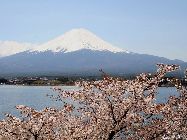 日本気象協會の予測によると、2011年の桜（ソメイヨシノ）の開花は、西日本は平年並みか平年より早く、東日本と北日本は概ね平年並みの見込みだという。（寫真提供：JNTO）「中國網日本語版（チャイナネット）」　2011年2月17日