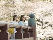 日本気象協会の予測によると、2011年の桜（ソメイヨシノ）の開花は、西日本は平年並みか平年より早く、東日本と北日本は概ね平年並みの見込みだという。（写真提供：JNTO）「中国網日本語版（チャイナネット）」　2011年2月17日