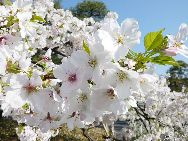 日本気象協会の予測によると、2011年の桜（ソメイヨシノ）の開花は、西日本は平年並みか平年より早く、東日本と北日本は概ね平年並みの見込みだという。（写真提供：JNTO）「中国網日本語版（チャイナネット）」　2011年2月17日