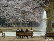 日本気象協會の予測によると、2011年の桜（ソメイヨシノ）の開花は、西日本は平年並みか平年より早く、東日本と北日本は概ね平年並みの見込みだという。（寫真提供：JNTO）「中國網日本語版（チャイナネット）」　2011年2月17日