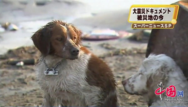 世界を感動させた 仲間を守る犬 写真集 中国網 日本語