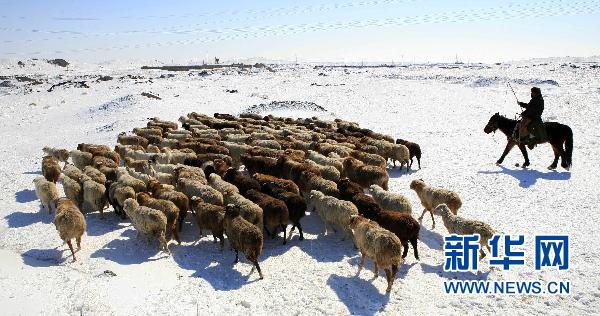 新疆阿勒泰百万牲畜开始转场