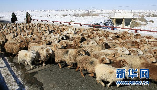 新疆阿勒泰百万牲畜开始转场