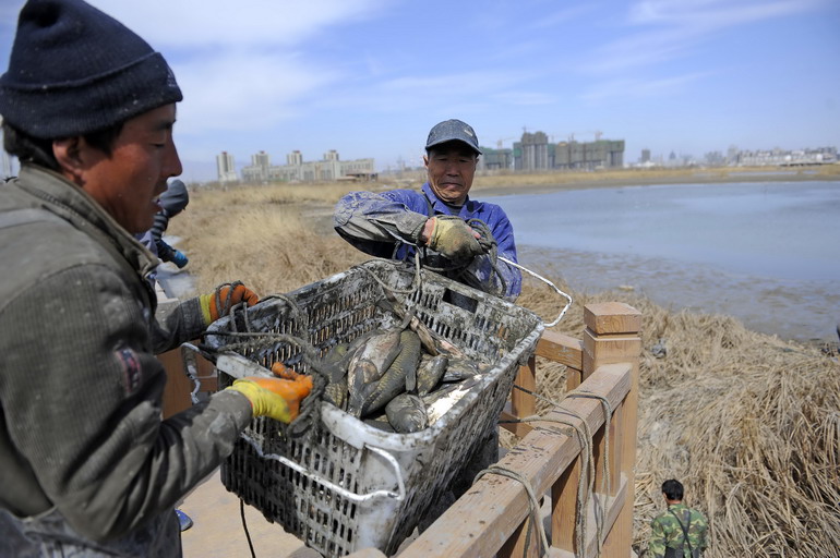 工人在宝湖打捞转移鱼类（3月26日摄）。新华社记者 王鹏 摄