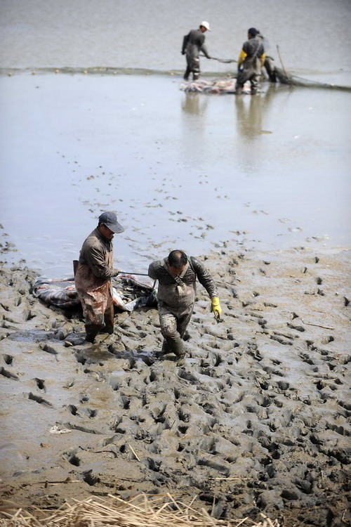 工人在宝湖打捞转移鱼类（3月26日摄） 。新华社记者 王鹏 摄