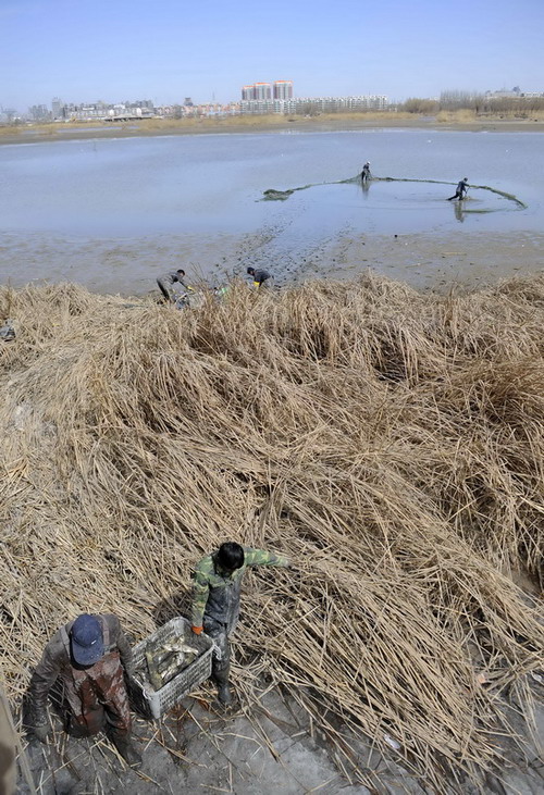工人在宝湖打捞转移鱼类（3月26日摄）。 新华社记者 王鹏 摄