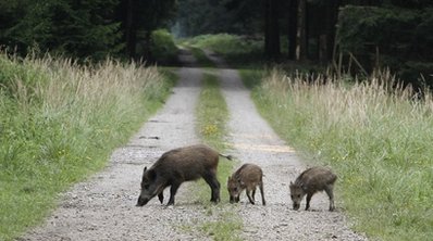 图片：德国境内的“辐射野猪”