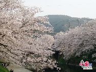 日本は桜が満開の時期を迎えたが、大地震、津波、放射能漏れの影響で、外国人観光客が大幅に減少した。「中国網日本語版（チャイナネット）」　