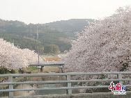 日本は桜が満開の時期を迎えたが、大地震、津波、放射能漏れの影響で、外国人観光客が大幅に減少した。「中国網日本語版（チャイナネット）」　