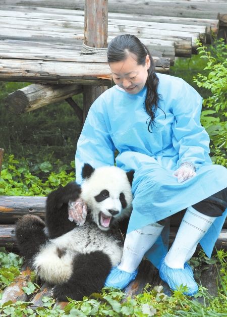华西都市报讯（记者陈黎摄影雷远东）昨日上午10点，从日本赶来的熊猫守护使梶原裕美子，时隔半年多，再次见到了自己曾照顾的大熊猫宝宝“珍巧”。