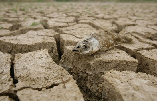 2011年5月21日，武汉，死鱼躺在已经干涸开裂的鱼塘地面。近期湖北多个地区遭受严重干旱，各地纷纷展开抗旱救灾行动。郭新 摄