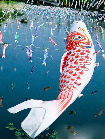 錦鯉は日本で「泳ぐ宝石」といわれる。鮮やかな色、美しい姿で、日本の庭園を彩る重要アイテムで、「観賞魚の王」という称号があるほどだ。