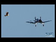 米空軍による年に１度のジョーンズビーチ航空ショーが28日、米国のロングアイランド上空で開催された。サンダーバードをはじめとする様々な型の飛行機がアクロバットに宙を舞い、多くの人々を引き付けた。 ｢中国網日本語版(チャイナネット)｣　2011年5月29日