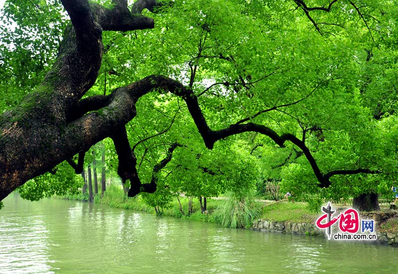 “杭州之肾”——美丽西溪湿地