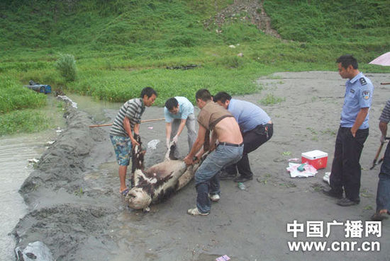 四川暴雨泥石流致一只野生大熊猫死亡