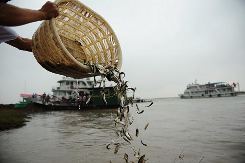 长江中下游渔业资源修复放流鱼苗13亿尾[组图]
