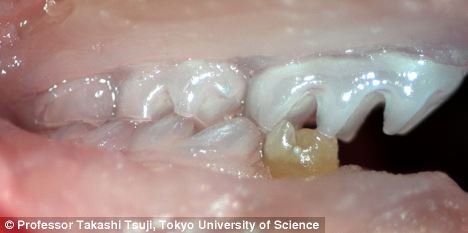 将牙蕾放入一个专门缝制的塑料盒中，深深植入到老鼠的体内，经过在老鼠体内六十天的生长就形成了成牙