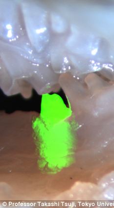 研究者已经将牙蕾植入到老鼠体内，做了观察，并等待牙齿长出了牙龈