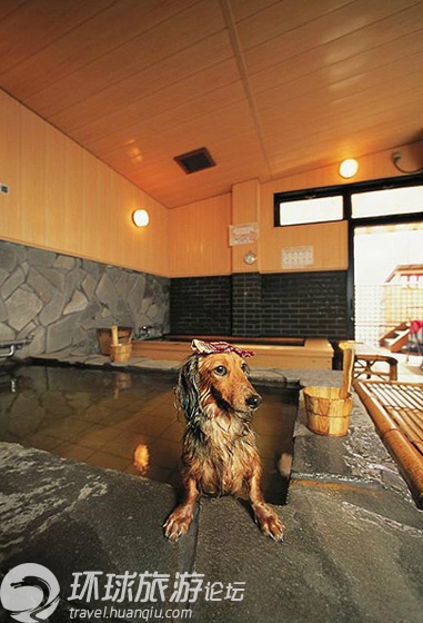温泉につかる日本の犬 中国網 日本語