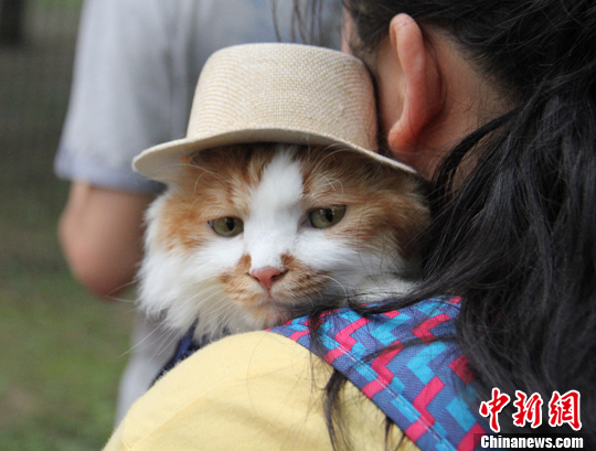 第三届猫咪节在北京宠物公园开幕