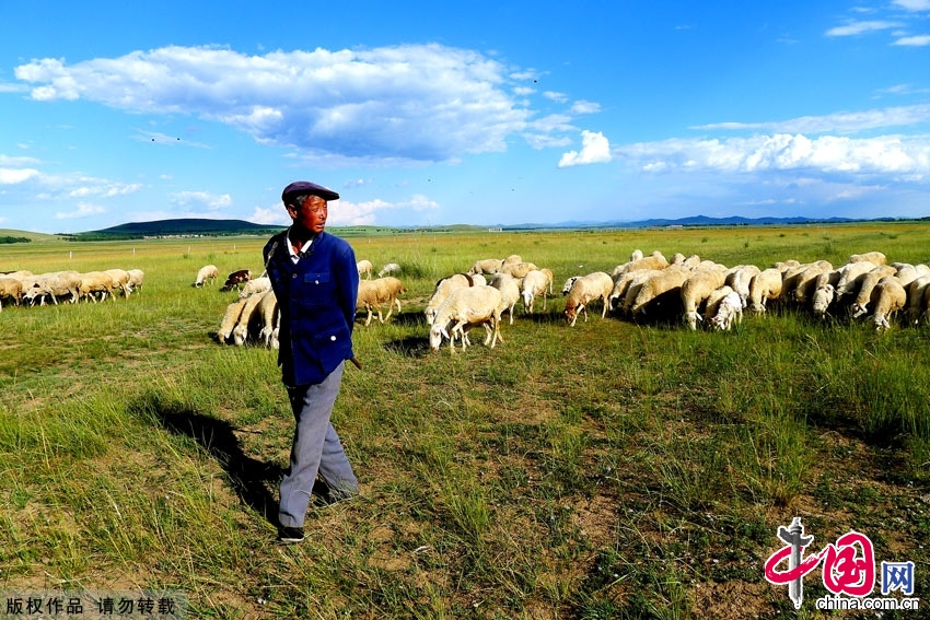 沽源县处于冀北山区与内蒙古高原的过渡区，土壤肥力强、光照充足，有大面积的天然草场，是发展畜牧业的绝佳地。中国网图片库 岳星摄影