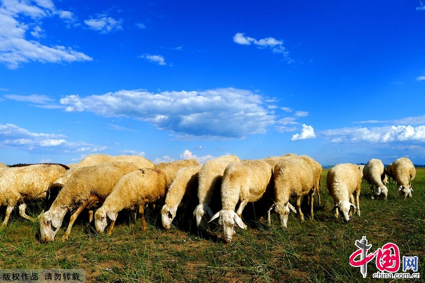 羊群、草原、蓝天、白云总是能构成沽源县秀美的画面，使其素有“坝上乌克兰”之美誉。中国网图片库 岳星摄影