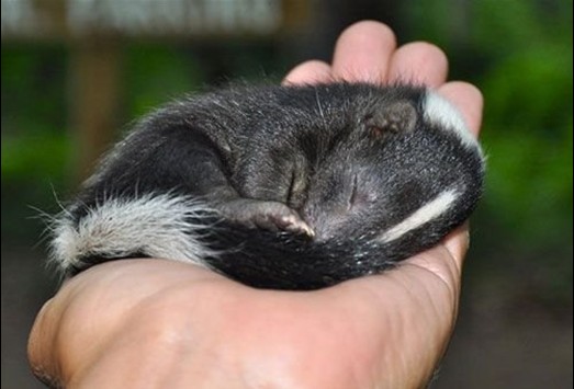 癒される 動物達の可愛い寝姿 写真集 中国網 日本語