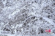 森林で青々と力強い松の木、地面に降り積もった真っ白な雪と透き通った青い空のコントラスト