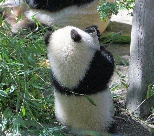 可愛い パンダの萌え写真集 中国網 日本語