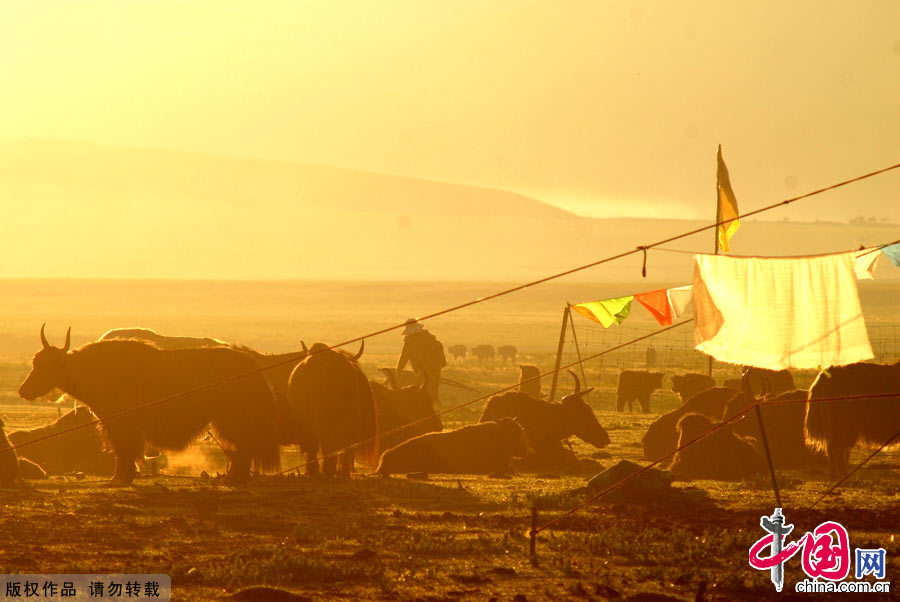 八月，美丽的金马草原，牧民在驱赶着牛群。中国网图片库 孟勇摄影