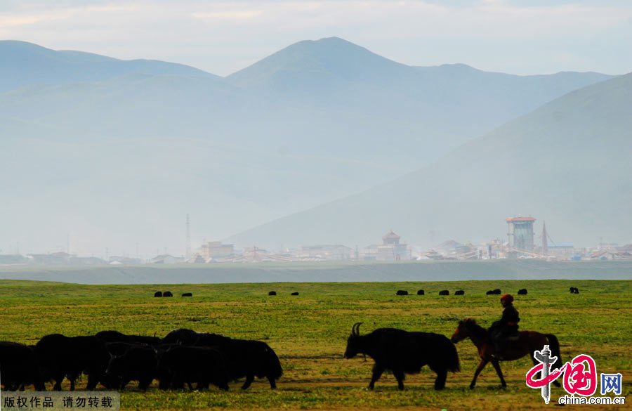 八月，美丽的金马草原，牧民在驱赶着牛群。中国网图片库 孟勇摄影