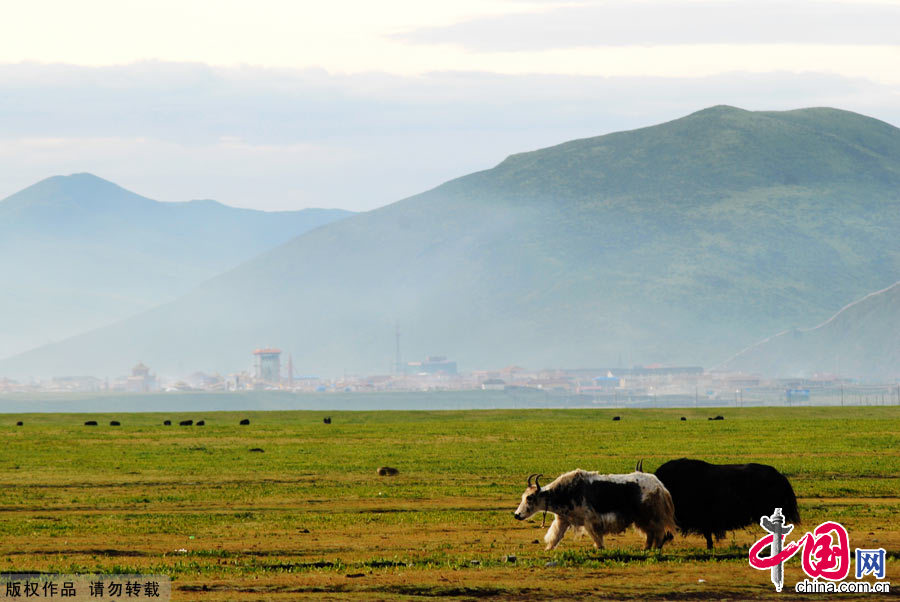 八月，广袤的金马草原有一种宁静、洁净的美。中国网图片库 孟勇摄影